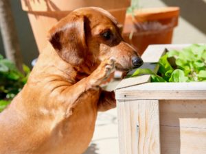 Gidget standing on hind legs nibbling at arugula in garden box.