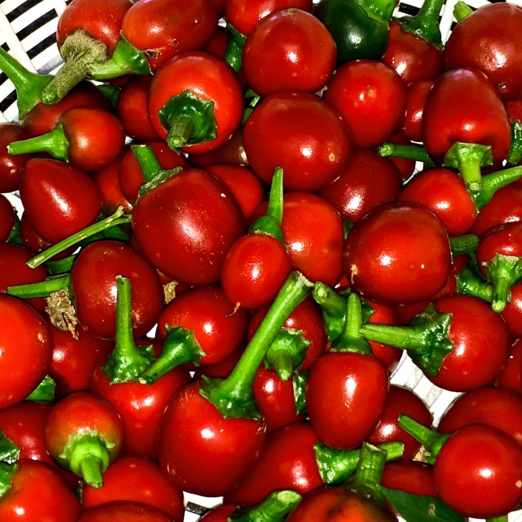 Basket filled with freshly picked Red Calabrese Peppers.